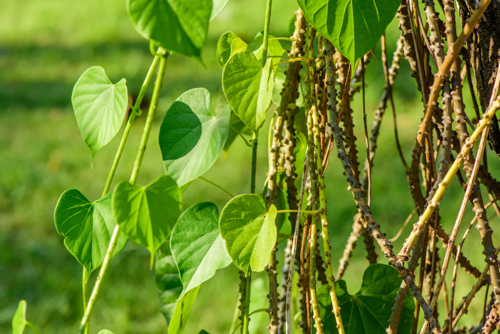 Guduchi (Tinospora cordifolia) as a rasayana in pediatric immunity and recurrent infections
